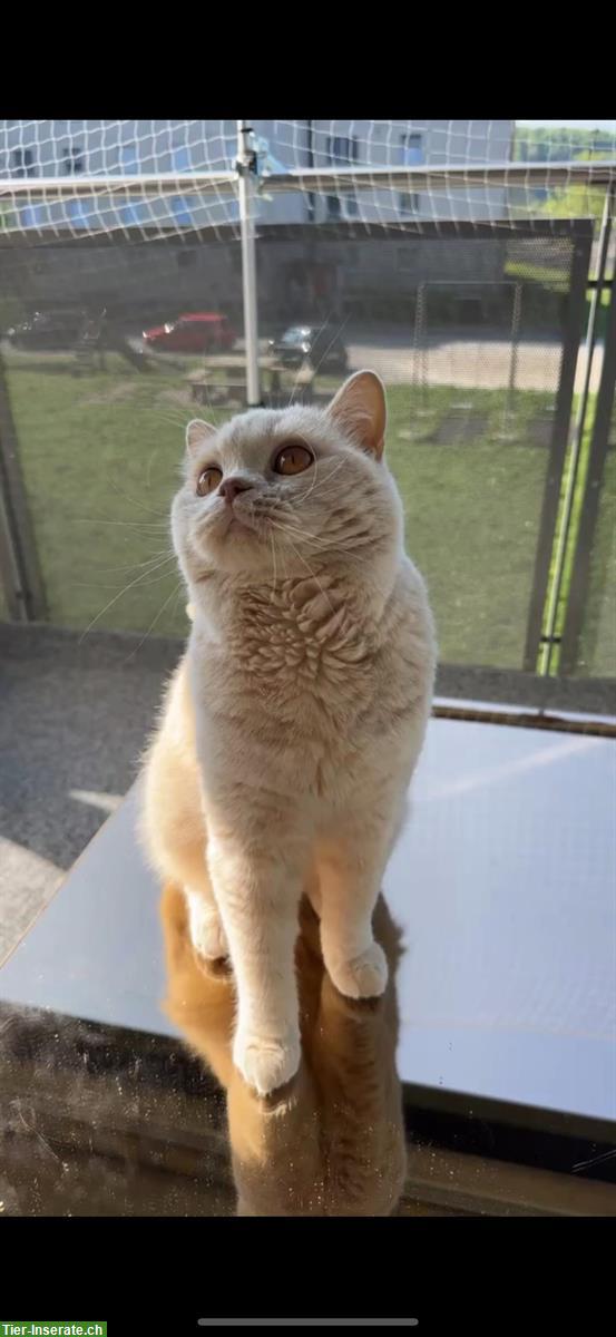 Bild 3: Reinrassiger BKH Deckkater in fawn creme