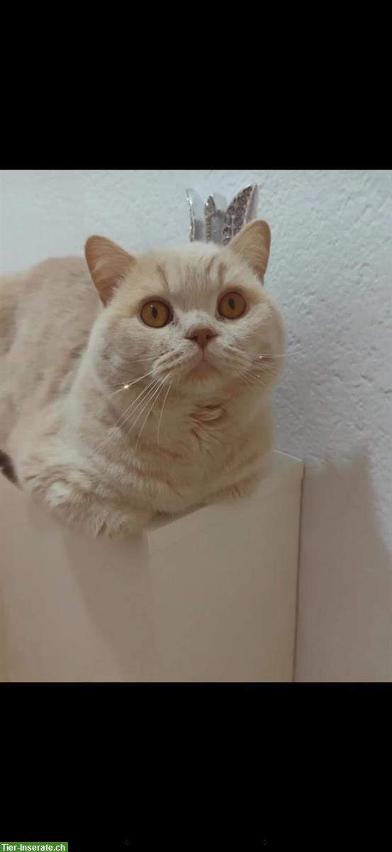 Bild 4: Reinrassiger BKH Deckkater in fawn creme