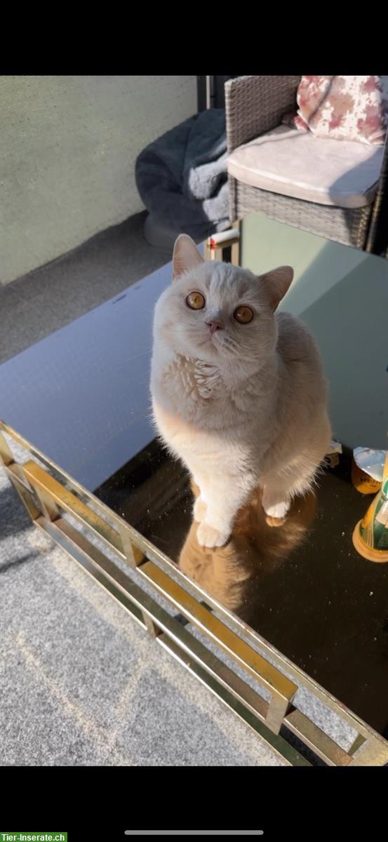 Bild 5: Reinrassiger BKH Deckkater in fawn creme