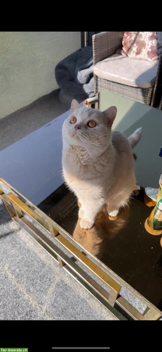 Bild 6: Reinrassiger BKH Deckkater in fawn creme