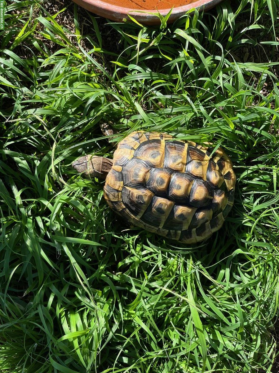 Griechische Landschildkröte THB - Jg 2019 abzugeben