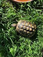 Griechische Landschildkröte THB - Jg 2019 abzugeben