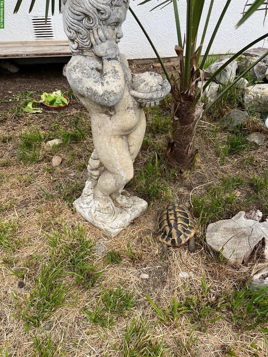 Bild 4: Griechische Landschildkröte THB - Jg 2019 abzugeben