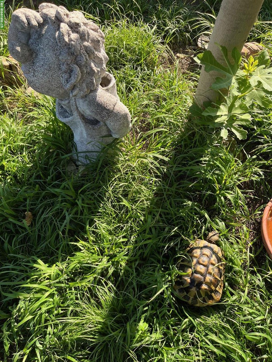 Bild 5: Griechische Landschildkröte THB - Jg 2019 abzugeben