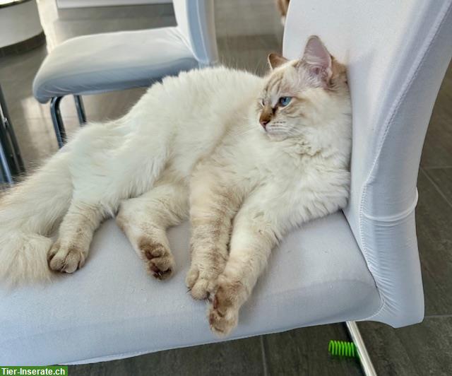 Ragdoll Kätzin 16 Monate alt sucht ein Zuhause