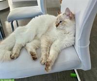 Ragdoll Kätzin 16 Monate alt sucht ein Zuhause