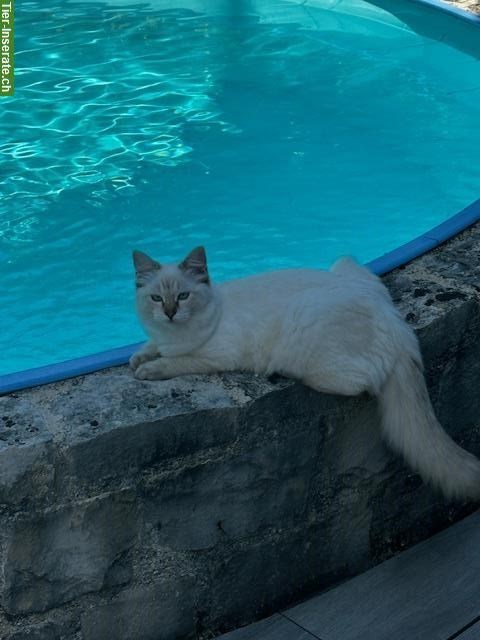 Bild 2: Ragdoll Kätzin 16 Monate alt sucht ein Zuhause