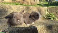 2 süsse reinrassige Teddywidder zu verkaufen