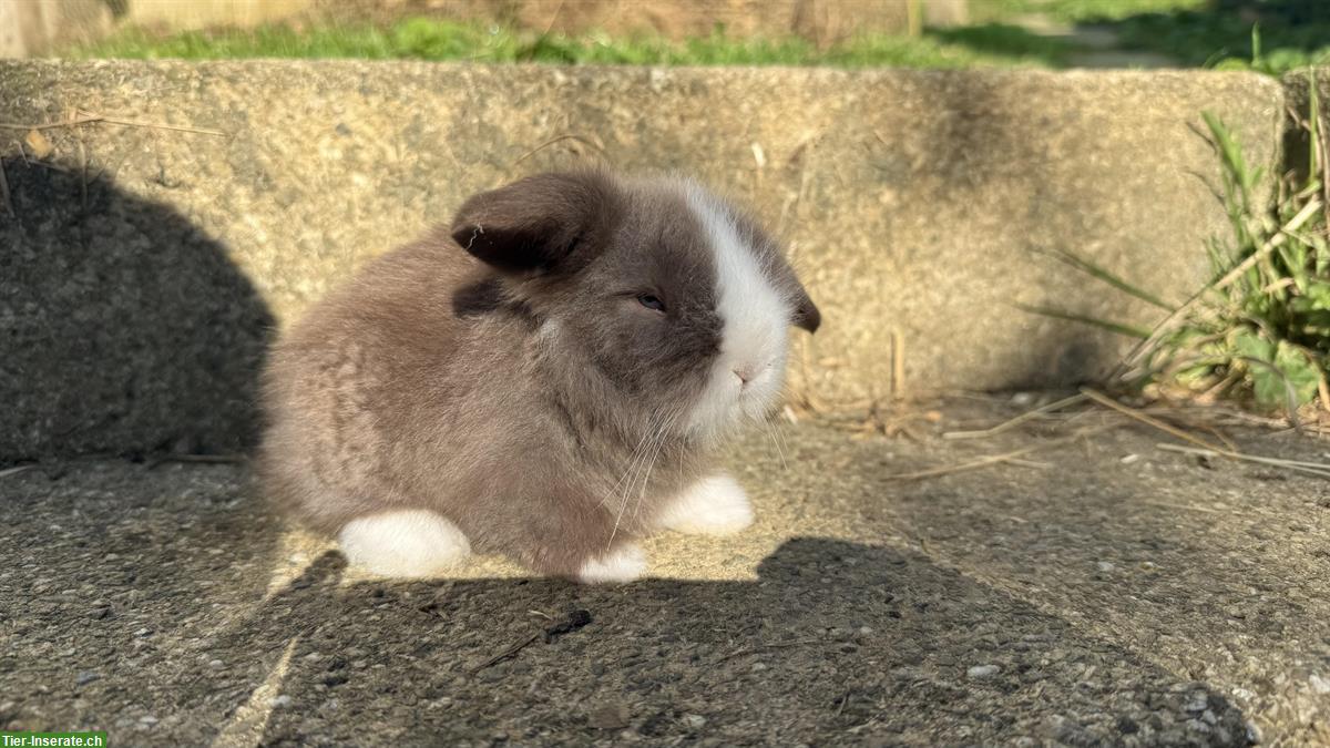 Bild 3: 2 süsse reinrassige Teddywidder zu verkaufen