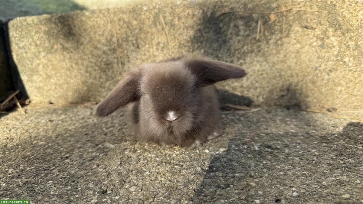 Bild 4: 2 süsse reinrassige Teddywidder zu verkaufen