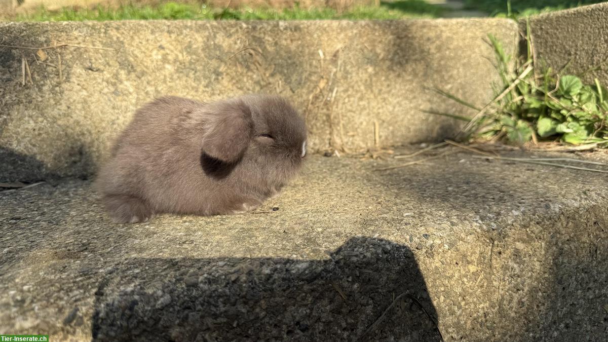 Bild 5: 2 süsse reinrassige Teddywidder zu verkaufen
