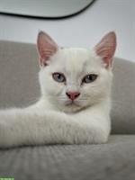 Deckkater BKH in weiss mit blauen Augen