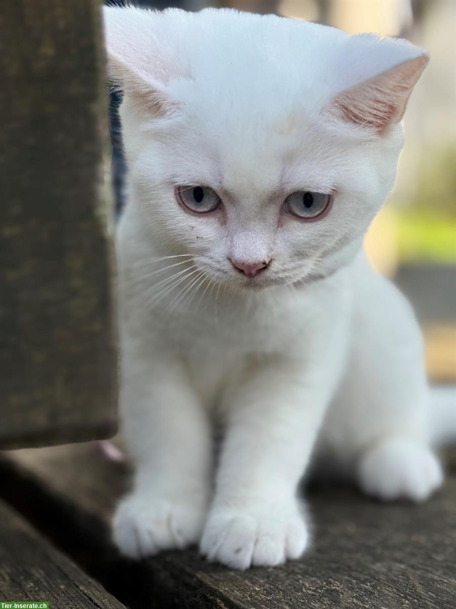 Bild 2: Deckkater BKH in weiss mit blauen Augen