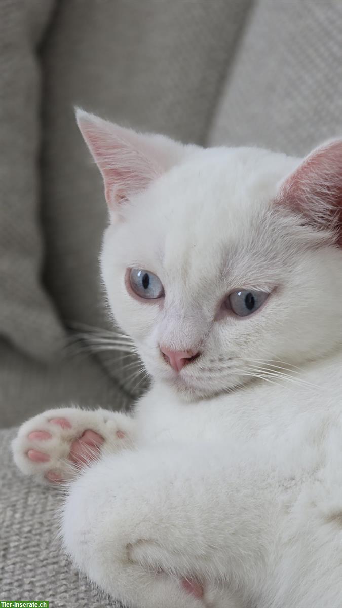 Bild 3: Deckkater BKH in weiss mit blauen Augen