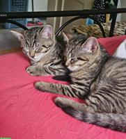 2 Katzenbabys suchen einen Lebensplatz