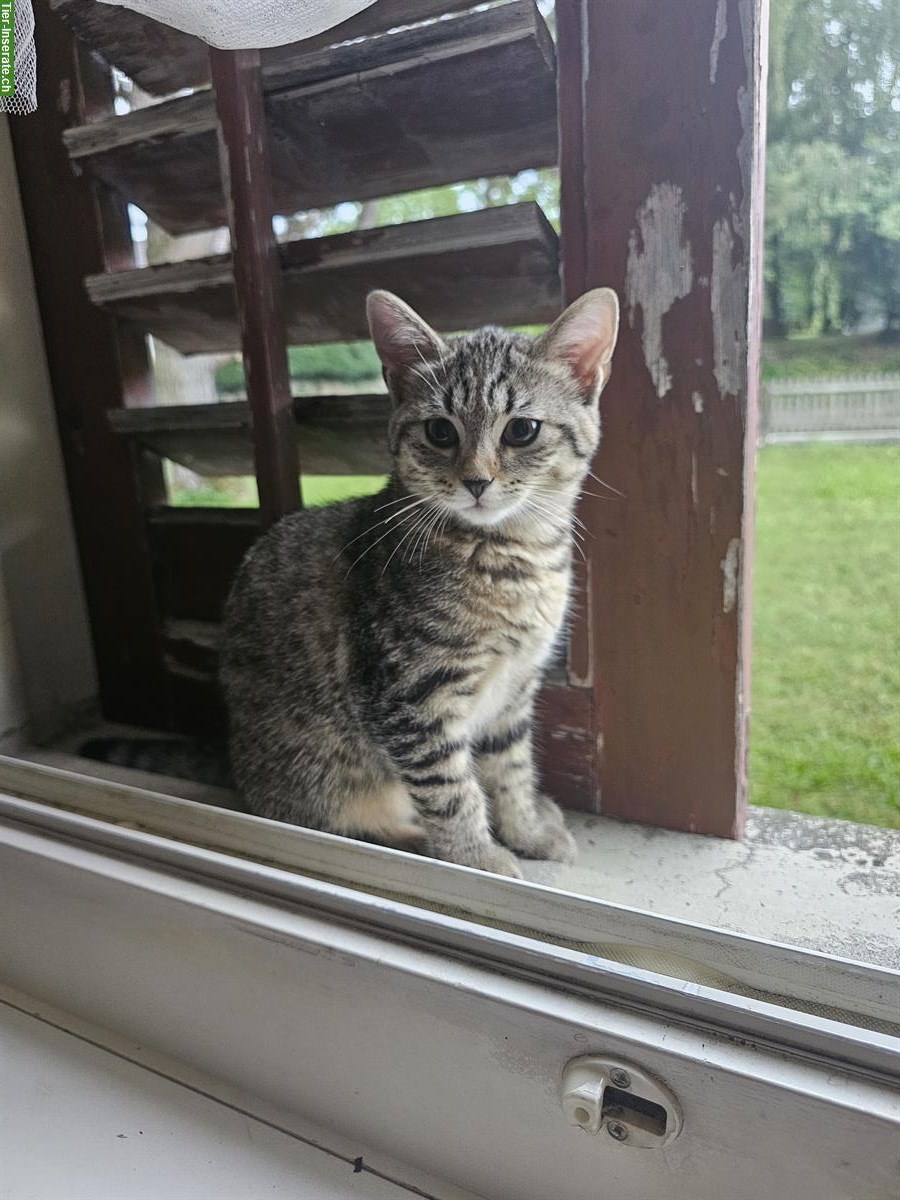 Bild 2: 2 Katzenbabys suchen einen Lebensplatz
