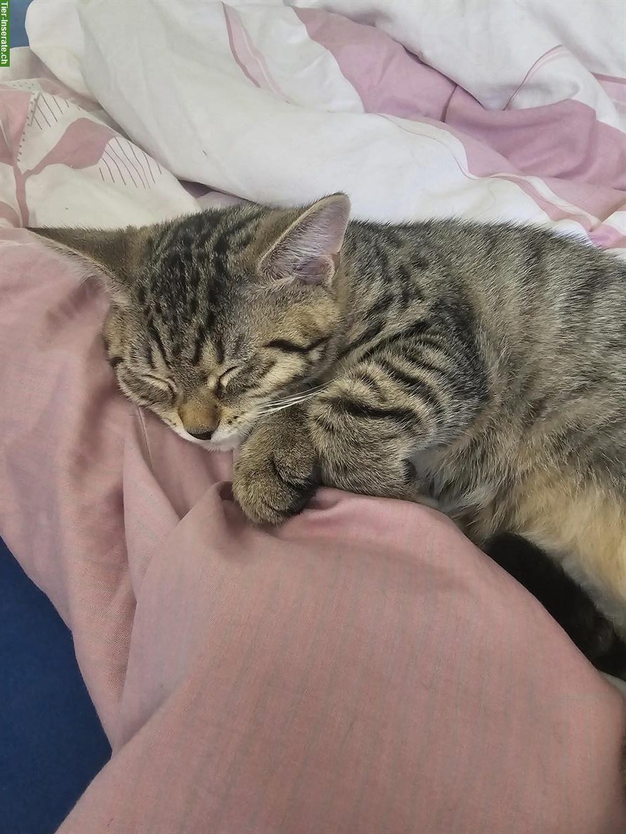 Bild 3: 2 Katzenbabys suchen einen Lebensplatz