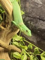 Gastropholis Prasina 1.0 | Grüne Baumeidechse