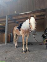 Biete Reitbeteiligung auf 7-jährigen Haflinger Wallach, Ermenswil SG
