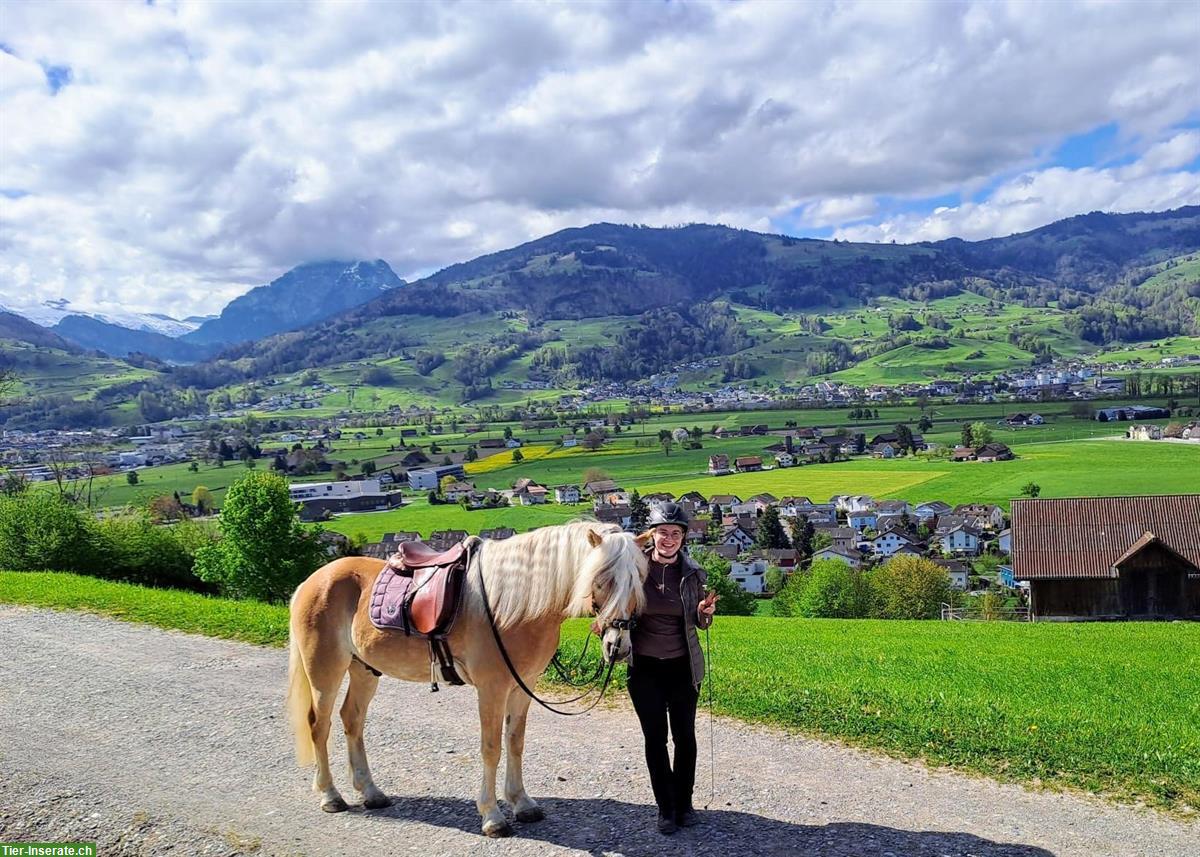 Bild 2: Biete Reitbeteiligung auf 7-jährigen Haflinger Wallach, Ermenswil SG