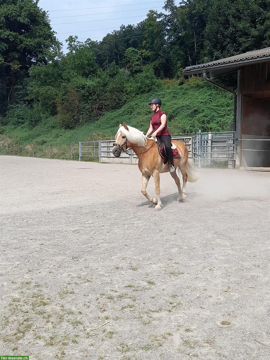 Bild 3: Biete Reitbeteiligung auf 7-jährigen Haflinger Wallach, Ermenswil SG