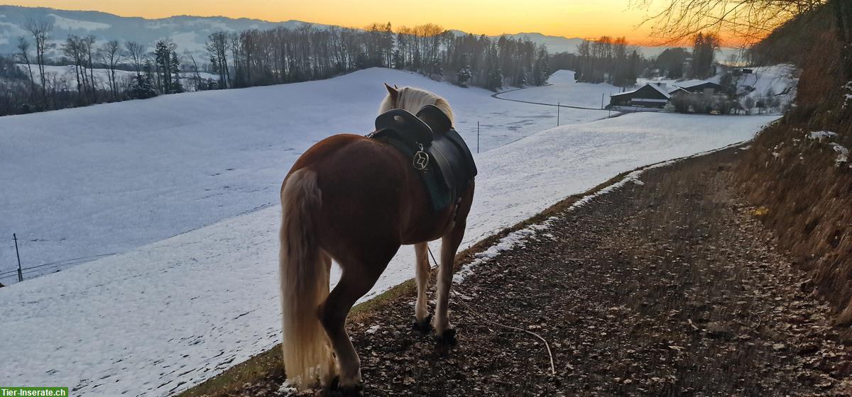Bild 4: Biete Reitbeteiligung auf 7-jährigen Haflinger Wallach, Ermenswil SG