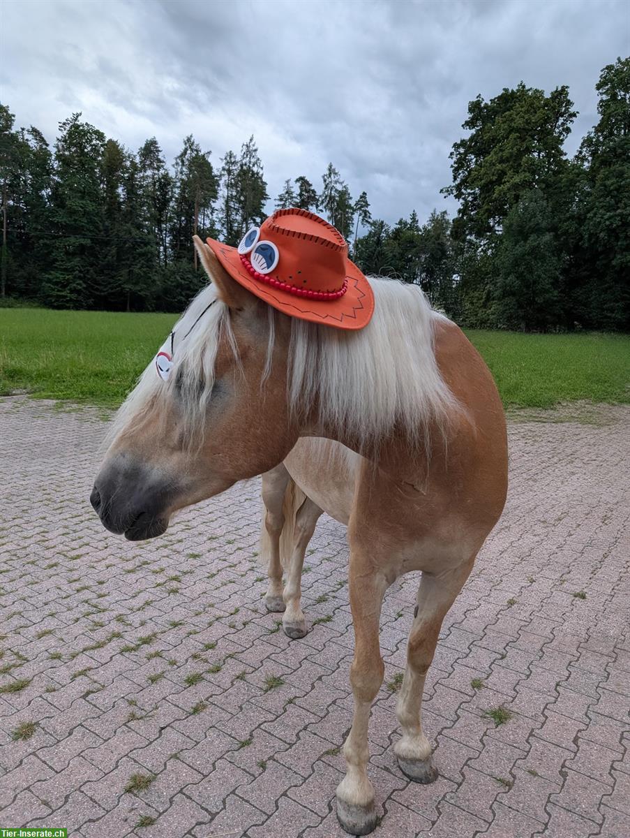 Bild 5: Biete Reitbeteiligung auf 7-jährigen Haflinger Wallach, Ermenswil SG