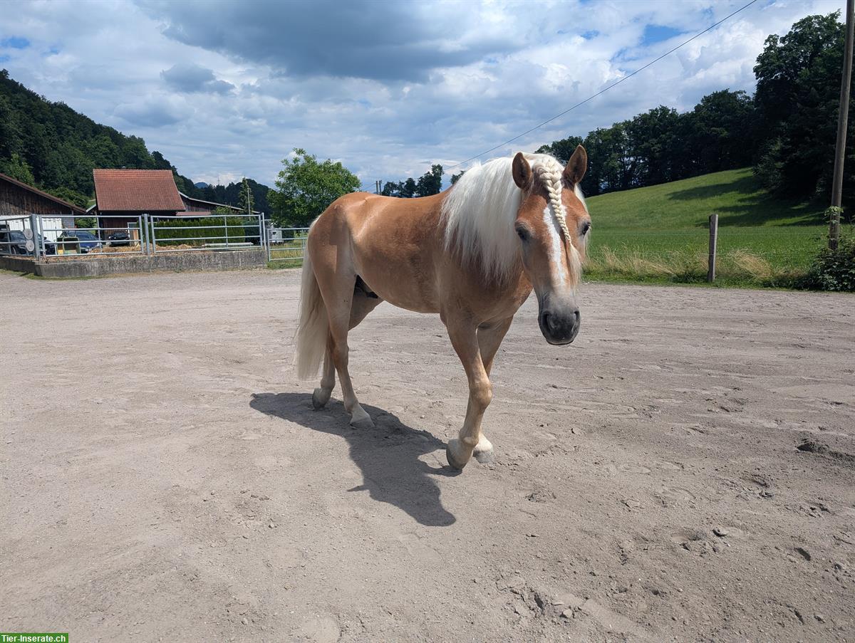 Bild 6: Biete Reitbeteiligung auf 7-jährigen Haflinger Wallach, Ermenswil SG