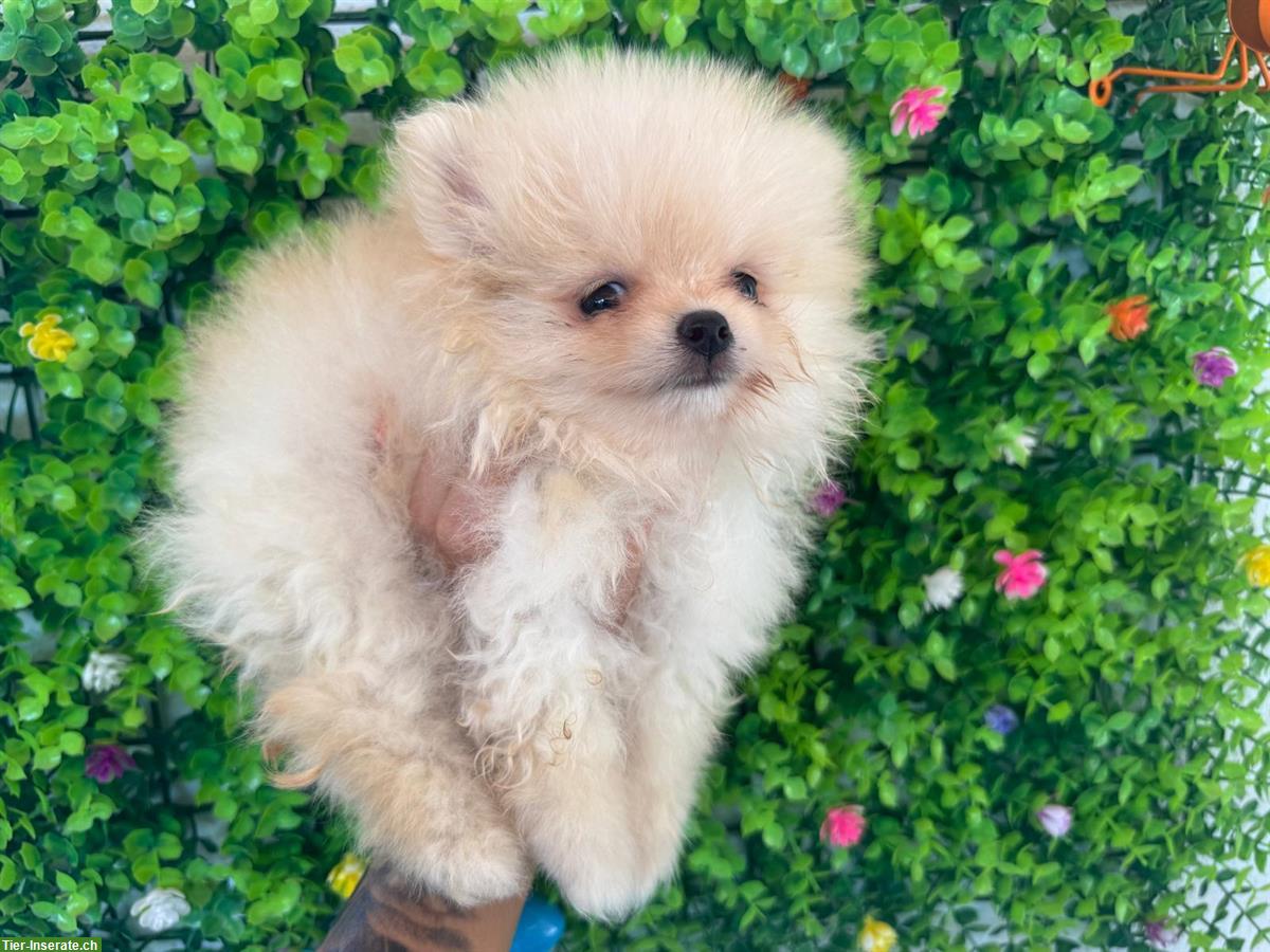 Reinrassiger Pomeranian Welpe, weiblich zu verkaufen