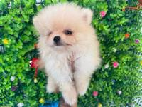 Reinrassiger Pomeranian Welpe, weiblich zu verkaufen
