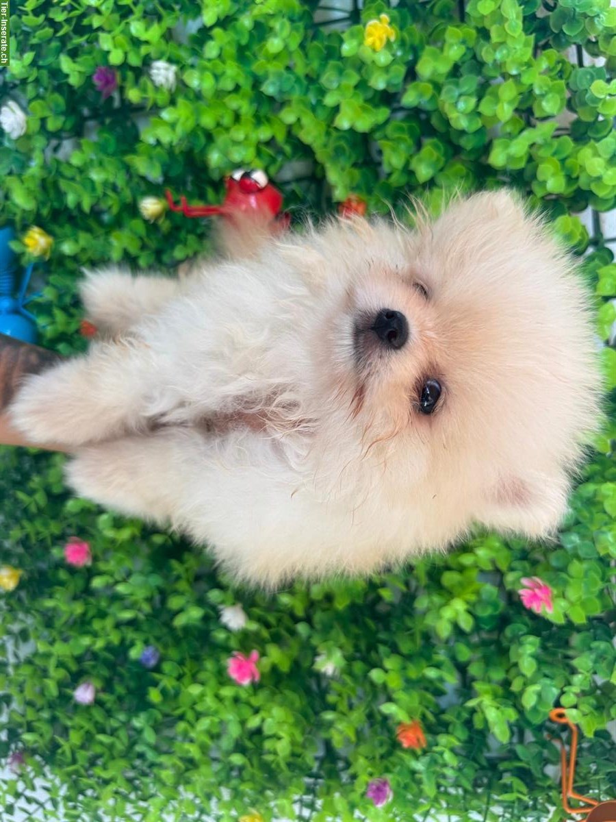Bild 2: Reinrassiger Pomeranian Welpe, weiblich zu verkaufen