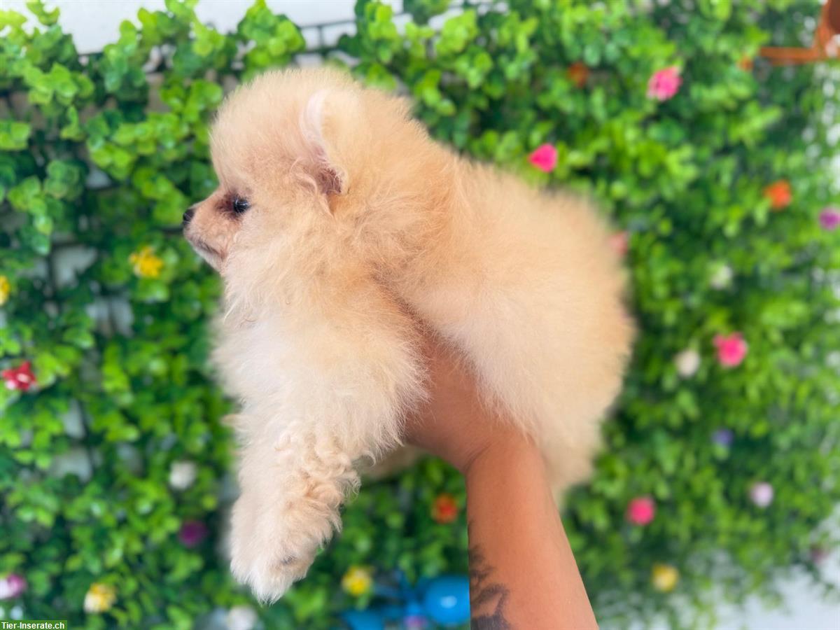Bild 3: Reinrassiger Pomeranian Welpe, weiblich zu verkaufen