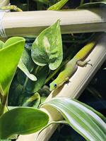 Goldstaub Taggecko Pärchen abzugeben