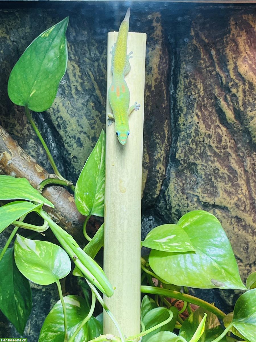Bild 2: Goldstaub Taggecko Pärchen abzugeben
