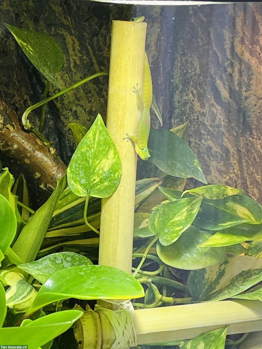 Bild 3: Goldstaub Taggecko Pärchen abzugeben