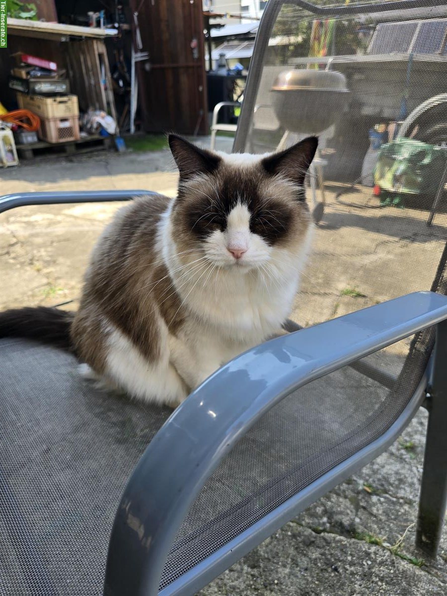 2 Katzen Weibchen suchen ein Zuhause
