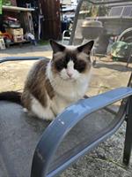 2 Katzen Weibchen suchen ein Zuhause