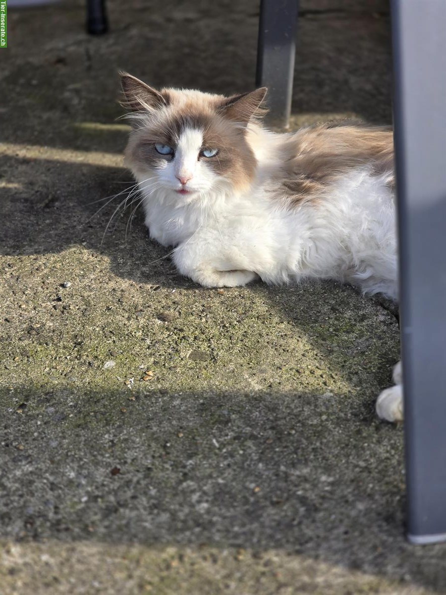 Bild 2: 2 Katzen Weibchen suchen ein Zuhause