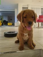 Labrador Welpen foxred zu verkaufen