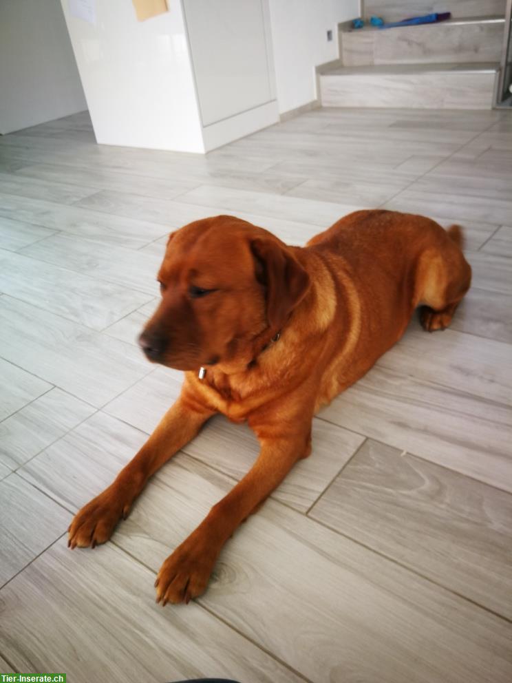 Bild 3: Labrador Welpen foxred zu verkaufen