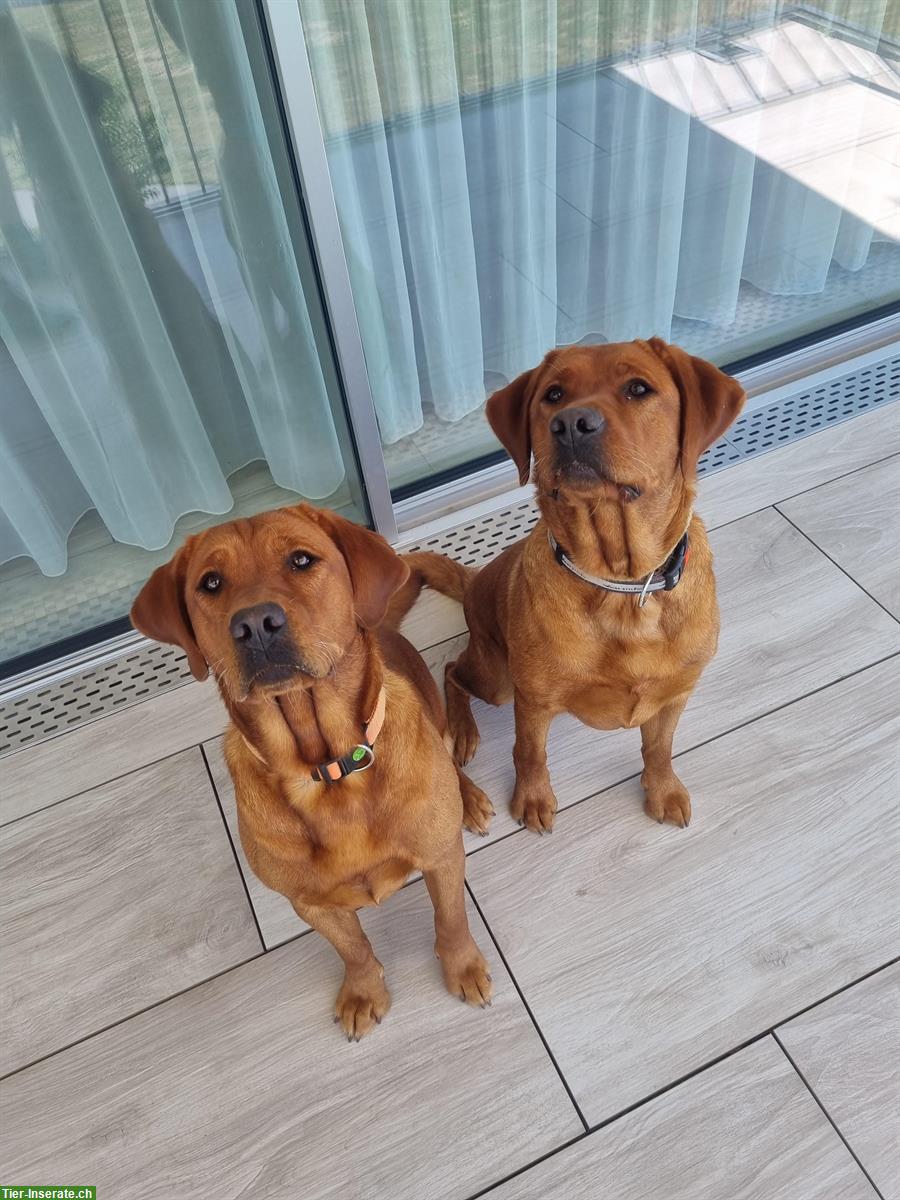 Bild 4: Labrador Welpen foxred zu verkaufen