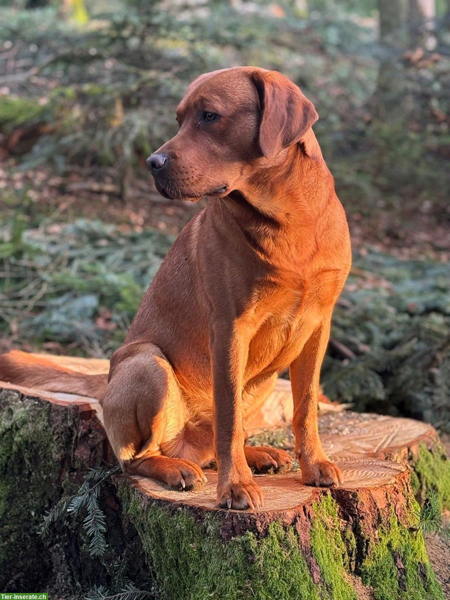 Bild 5: Labrador Welpen foxred zu verkaufen