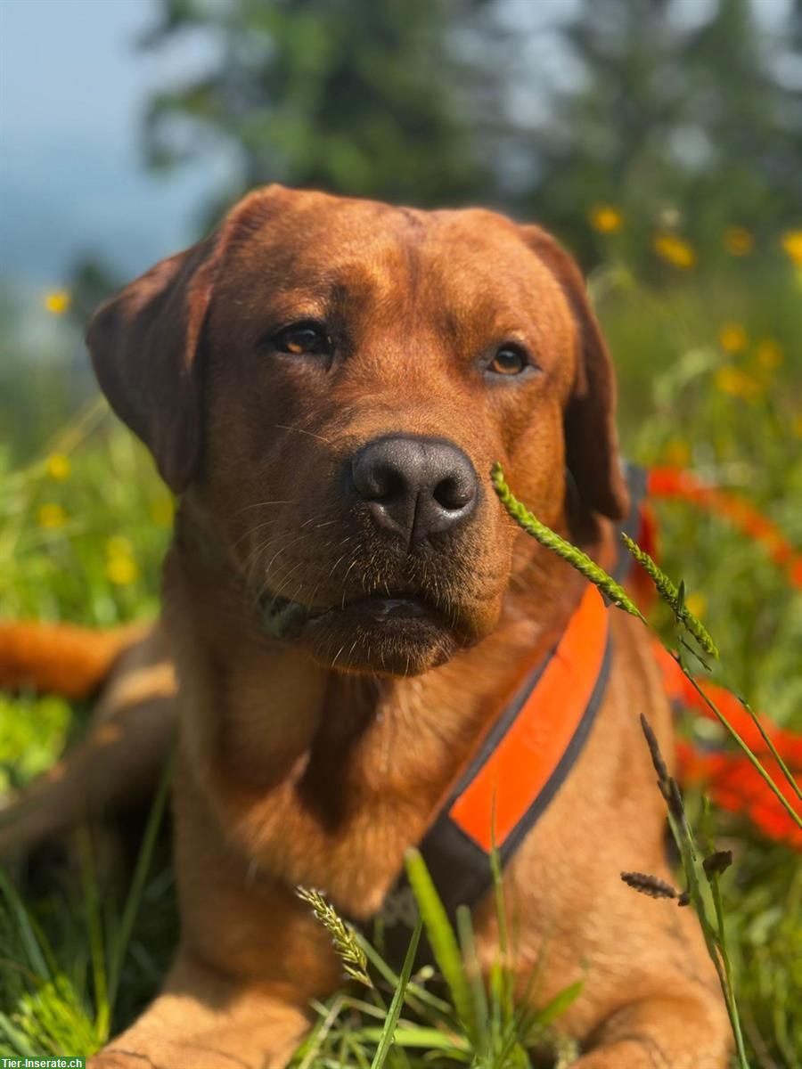 Bild 6: Labrador Welpen foxred zu verkaufen