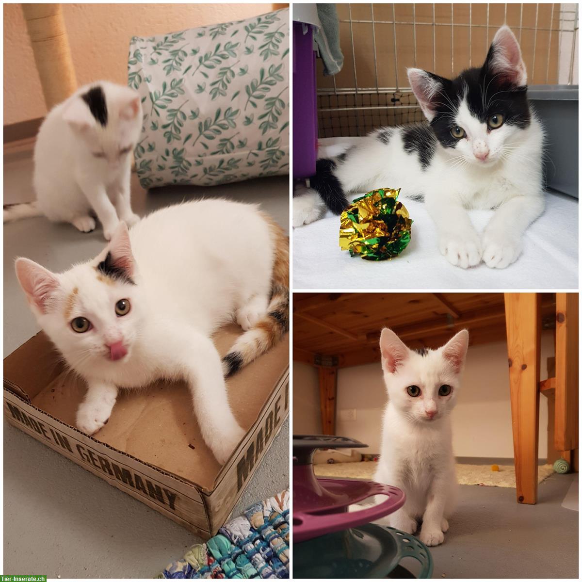Katzen Schmusetrio mit Energie sucht liebevolles Zuhause
