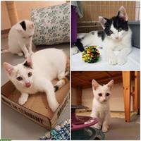 Katzen Schmusetrio mit Energie sucht liebevolles Zuhause