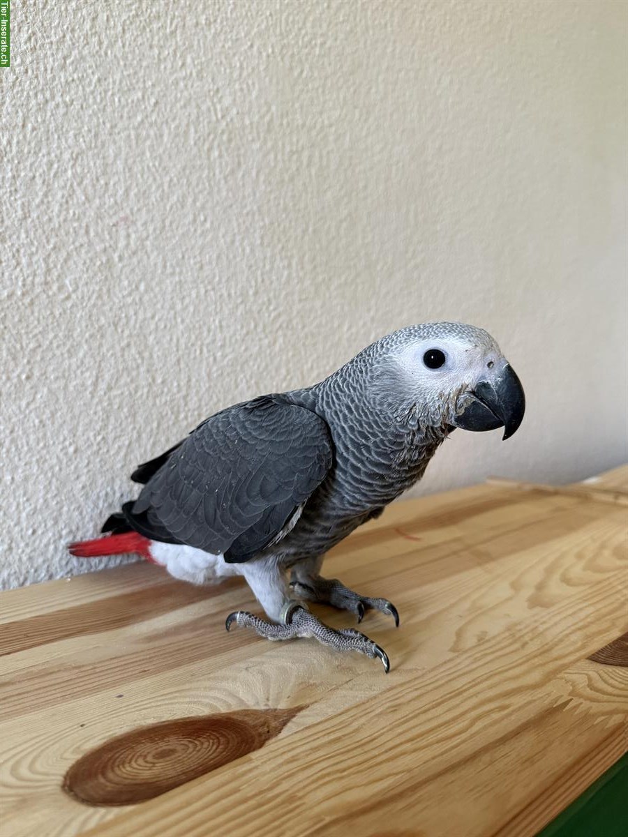 Jungen Graupapagei handzahm zu verkaufen