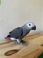 Jungen Graupapagei handzahm zu verkaufen