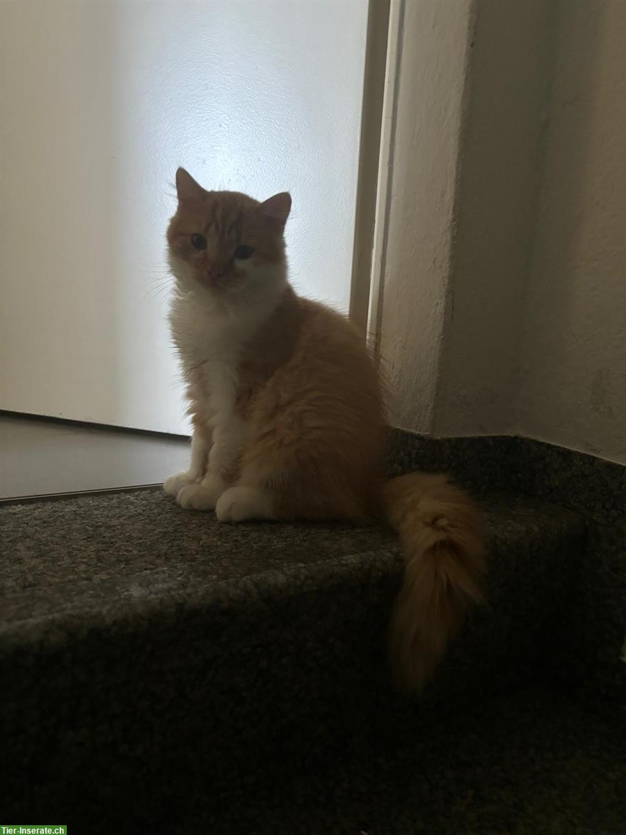 Bild 3: Junge Büsis zu vergeben an Platz mit Freigang