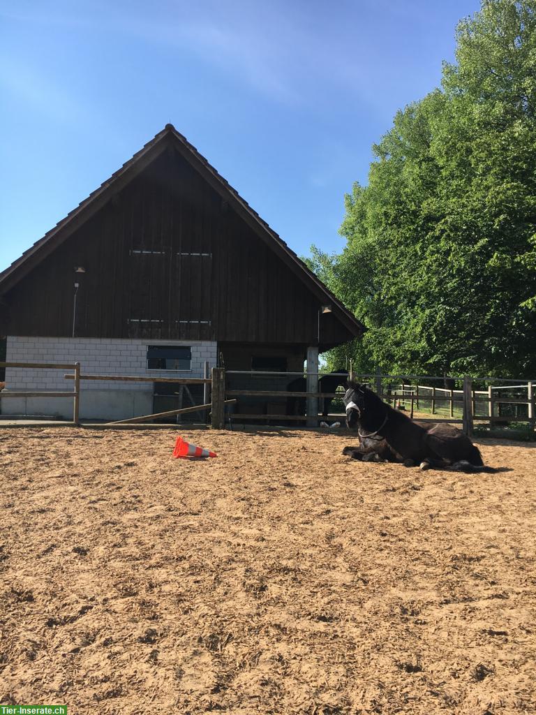 Bild 3: Kleinpferde/Ponys Offenstall zwischen Winterthur und Frauenfeld