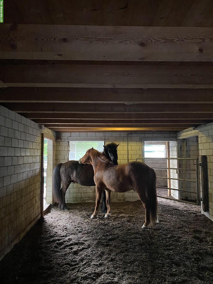 Bild 4: Kleinpferde/Ponys Offenstall zwischen Winterthur und Frauenfeld